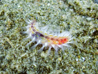 Golden Fireworm