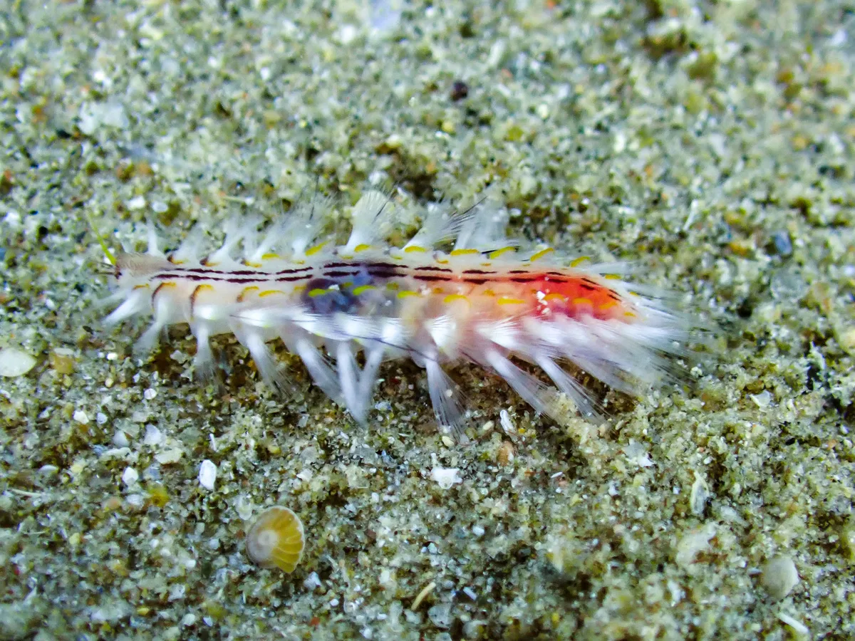 Golden Fireworm
