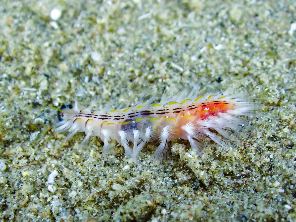 Golden Fireworm