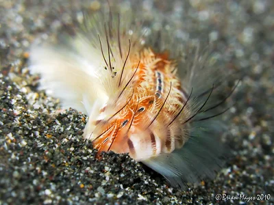 Peacock Bristle Worm (Chloeia flava)