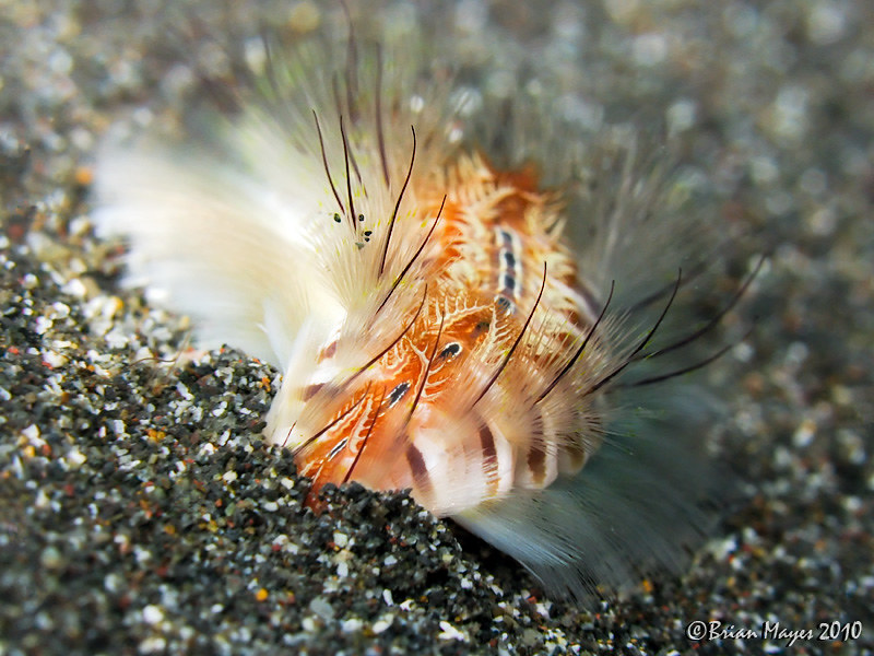 Peacock Bristle Worm (Chloeia flava)