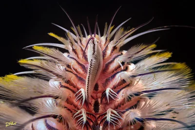 Chloeia sp (fireworm)