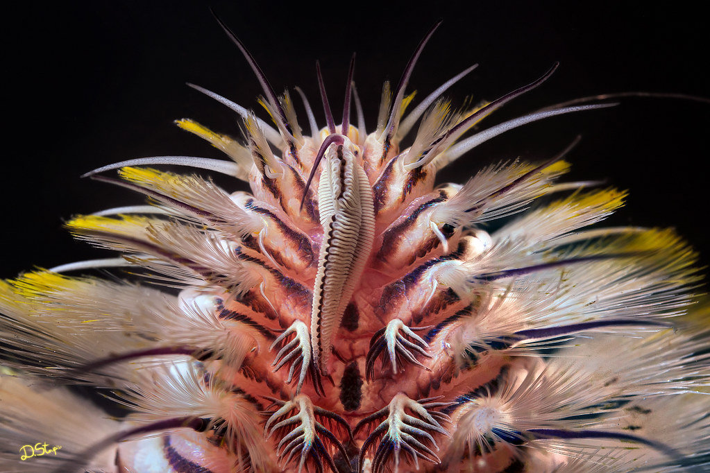 Chloeia sp (fireworm)