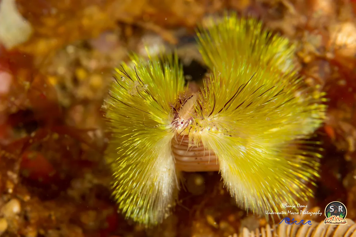 GOLDEN FIREWORM