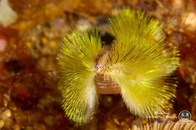 GOLDEN FIREWORM