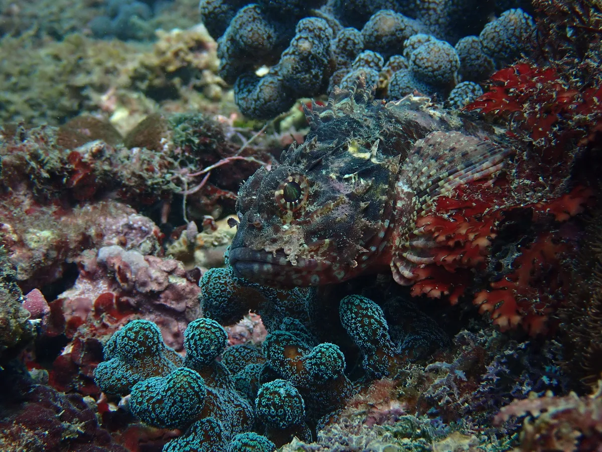 Parascorpaena aurita - 深澳岬象鼻岩南側（東北角）