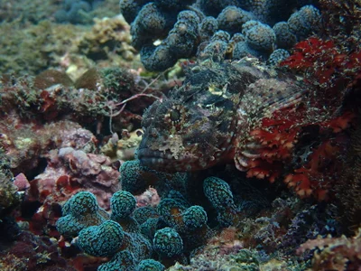 Parascorpaena aurita - 深澳岬象鼻岩南側（東北角）
