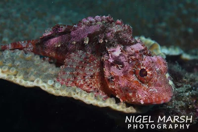 Parascorpaena aurita - Queensland, Australia
