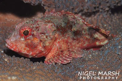 Parascorpaena aurita - Queensland, Australia