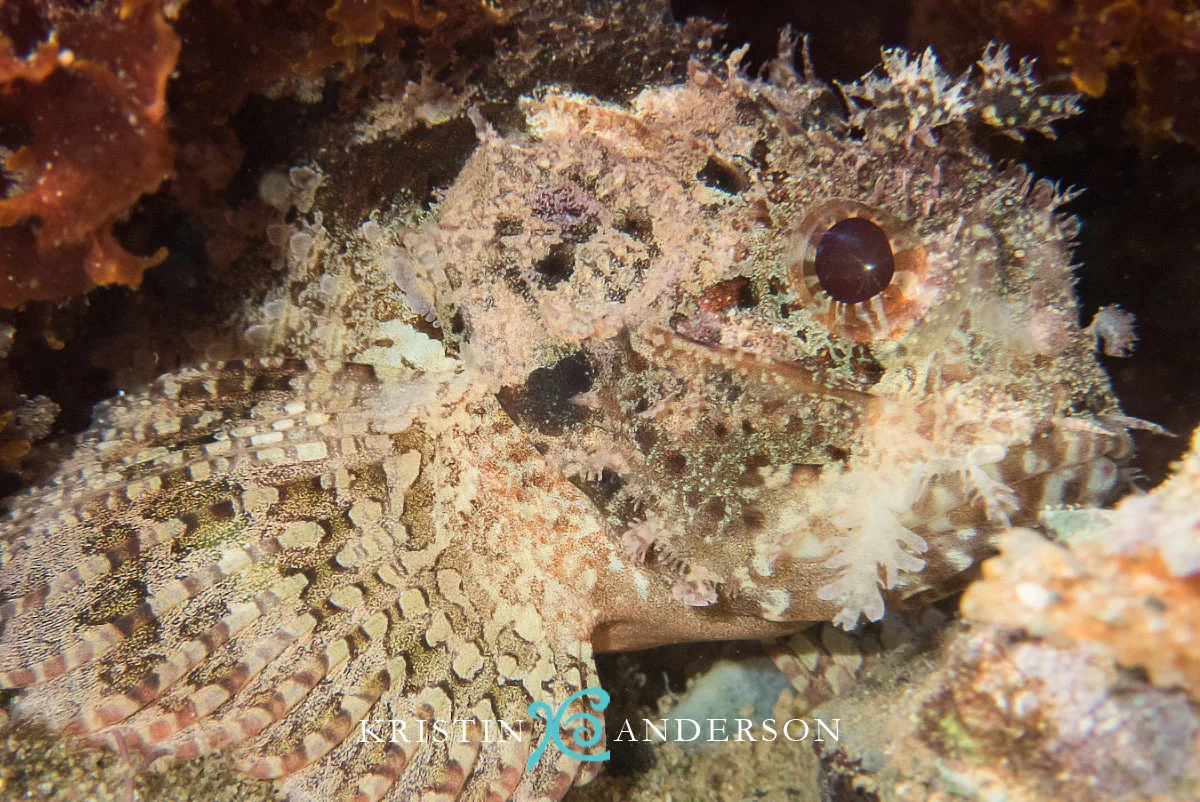 Parascorpaena aurita - Western Australia, Australia