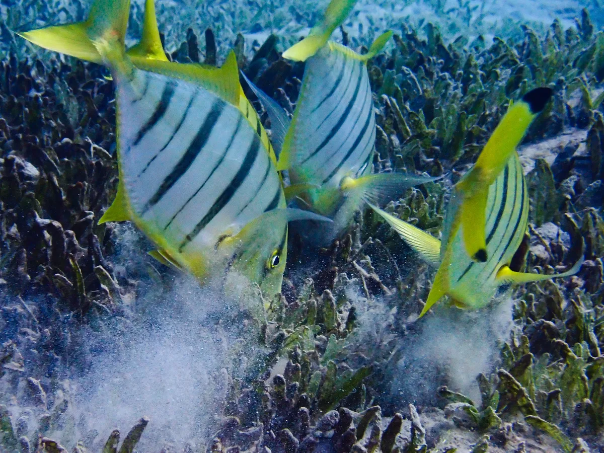 Golden Trevally