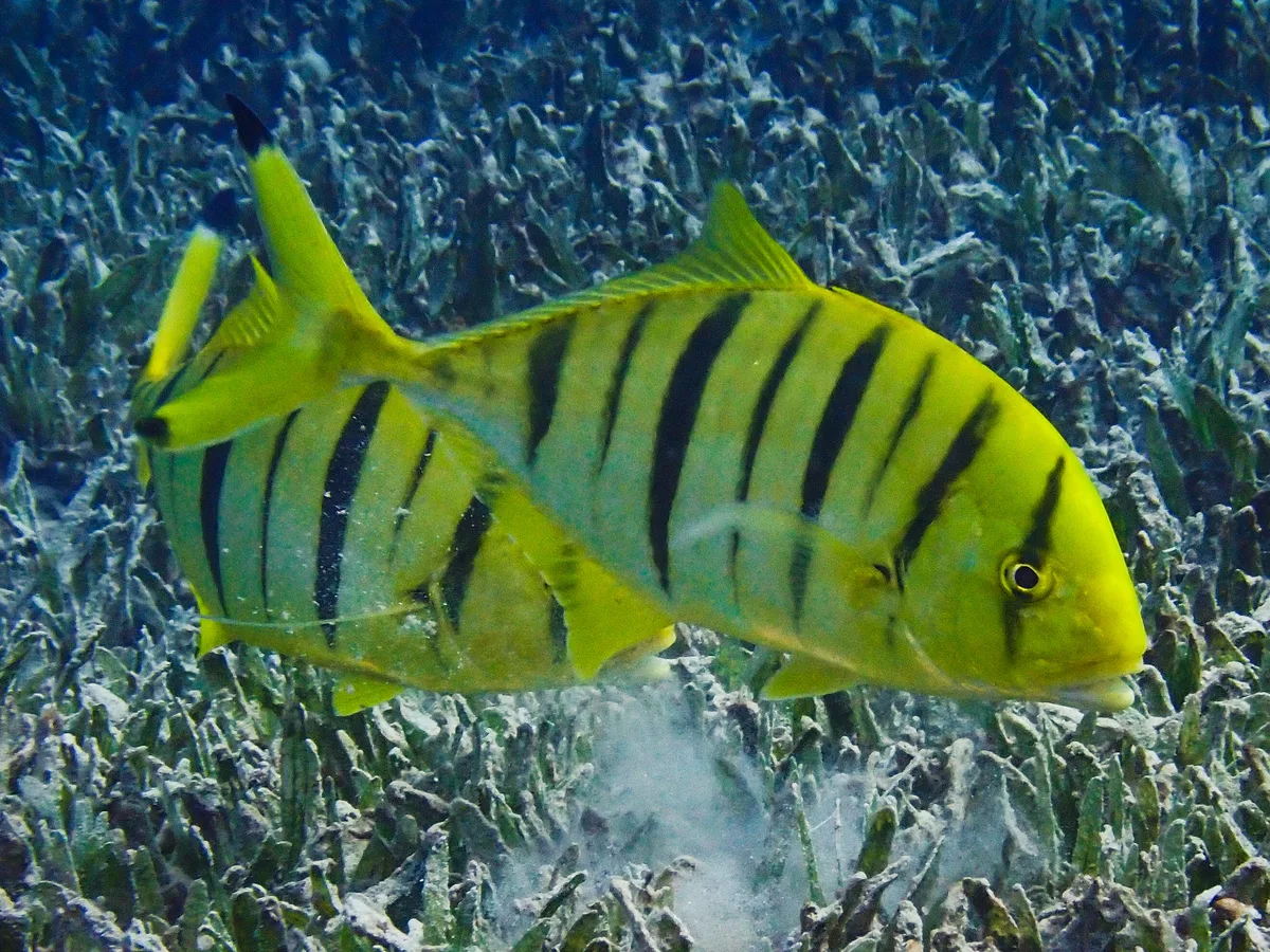 Golden Trevally (juvenile)