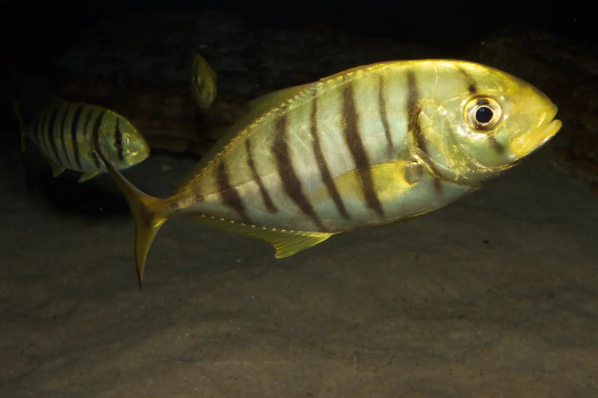 Gnathanodon speciosus