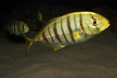 Gnathanodon speciosus