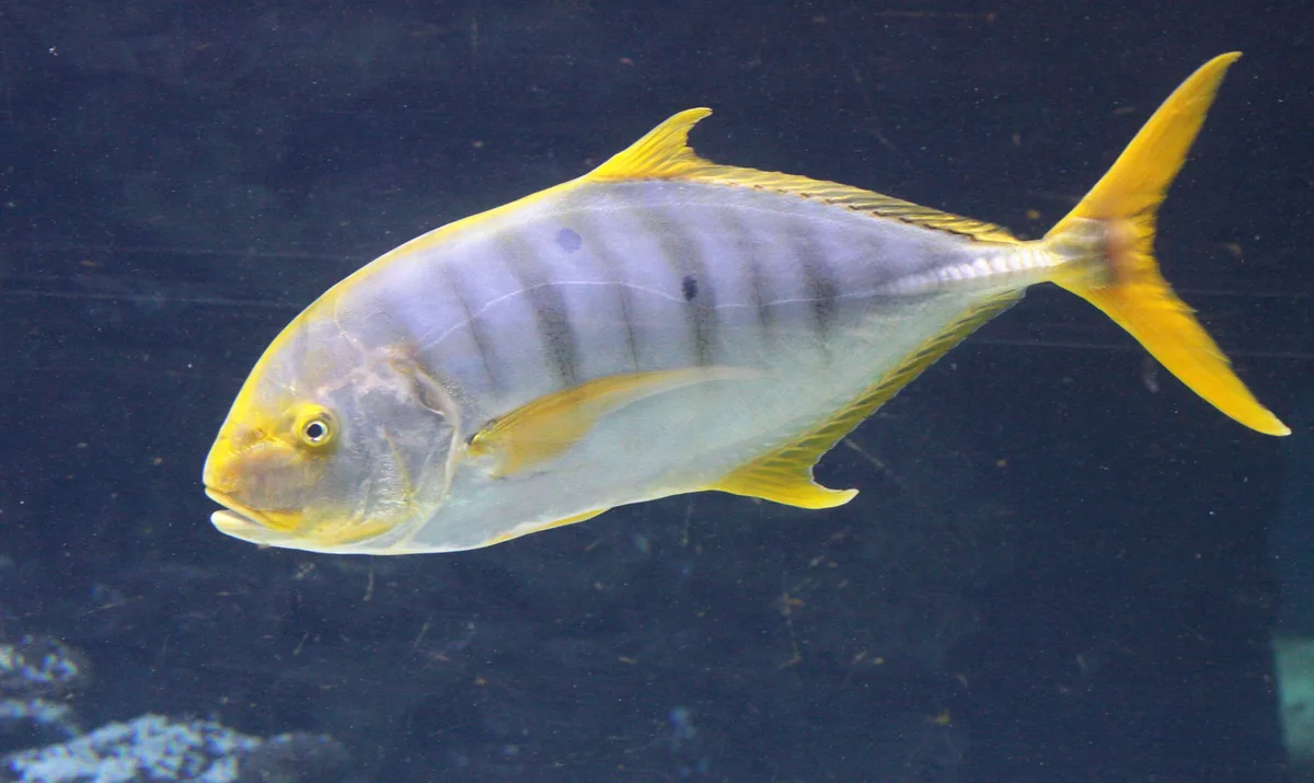 Gnathanodon speciosus