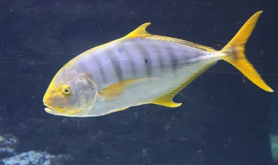 Gnathanodon speciosus