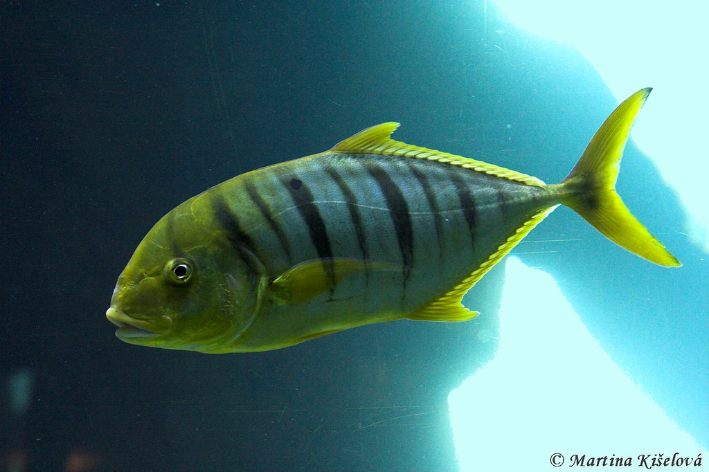 Gnathanodon speciosus