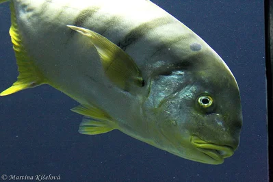 Gnathanodon speciosus