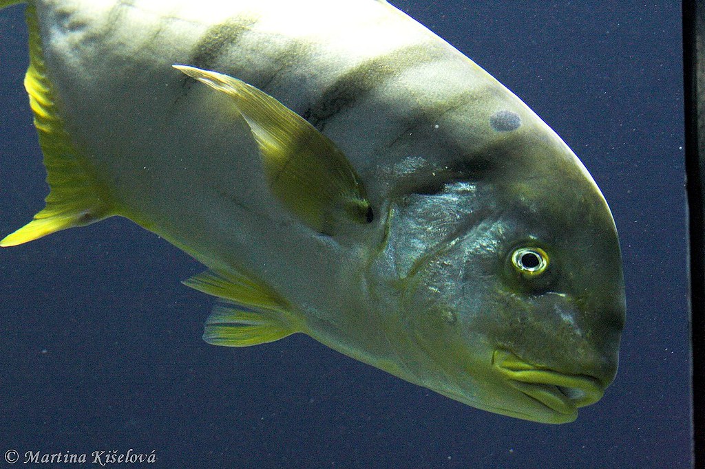 Gnathanodon speciosus
