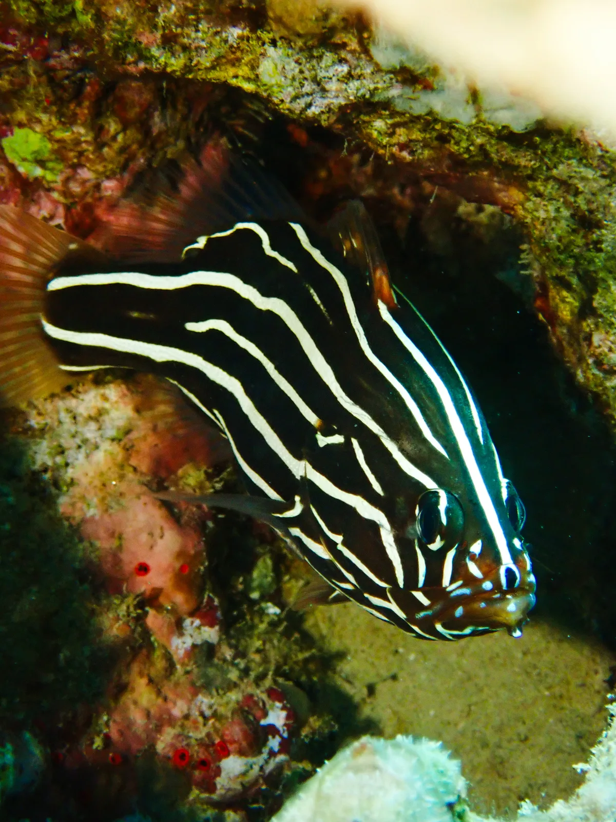 Goldenstriped Soapfish