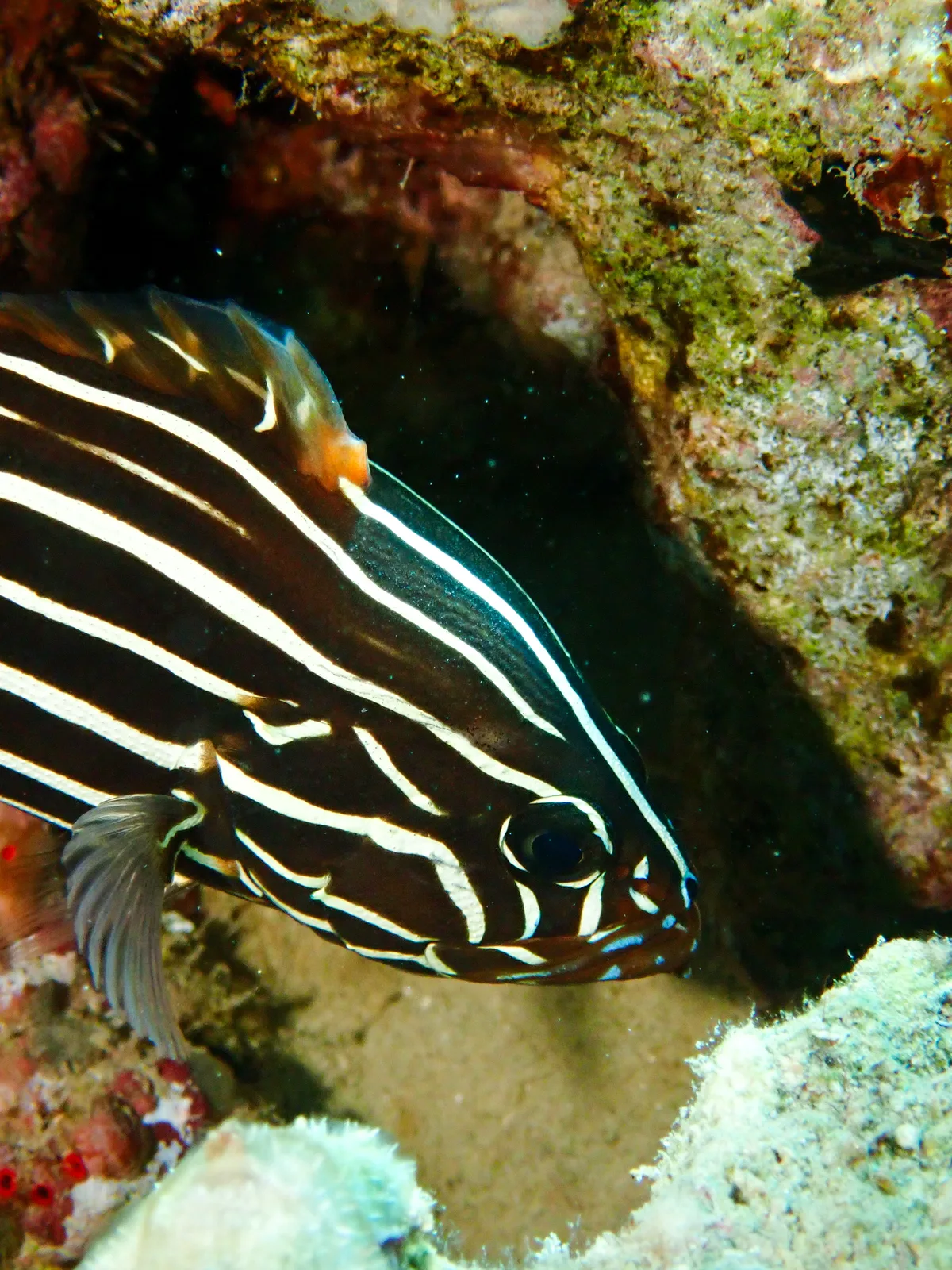 Goldenstriped Soapfish