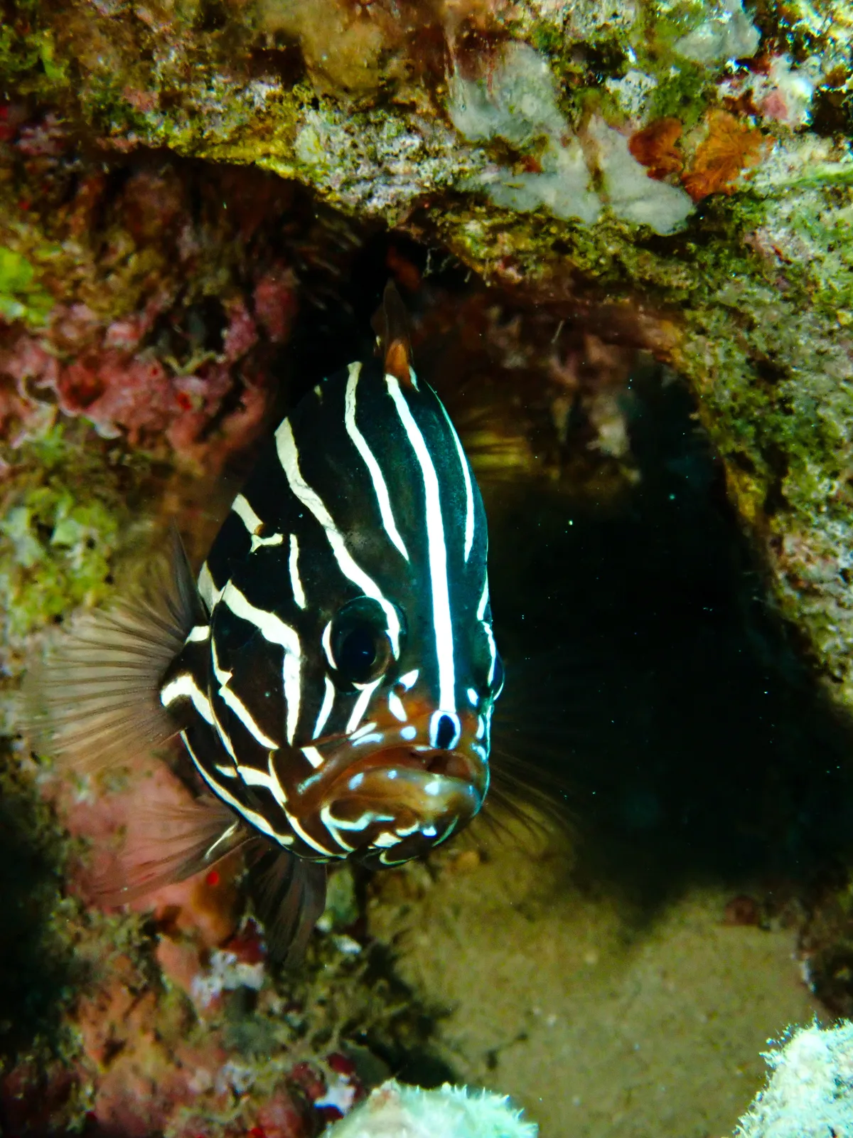 Goldenstriped Soapfish