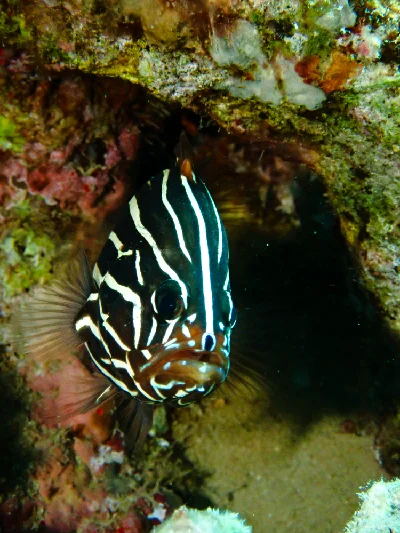 Goldenstriped Soapfish