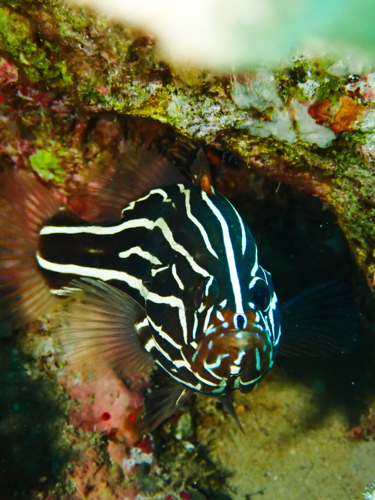 Goldenstriped Soapfish