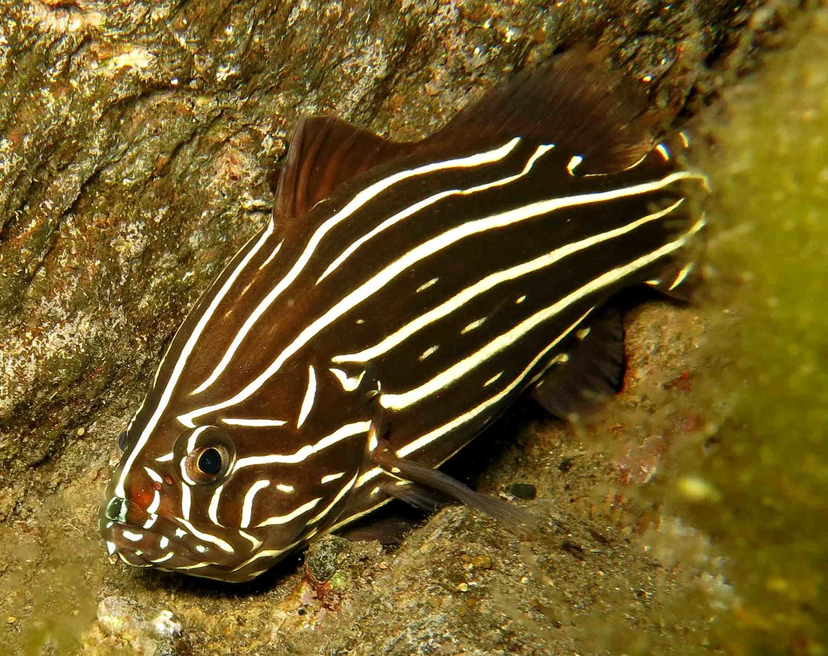Grammistes sexlineatus