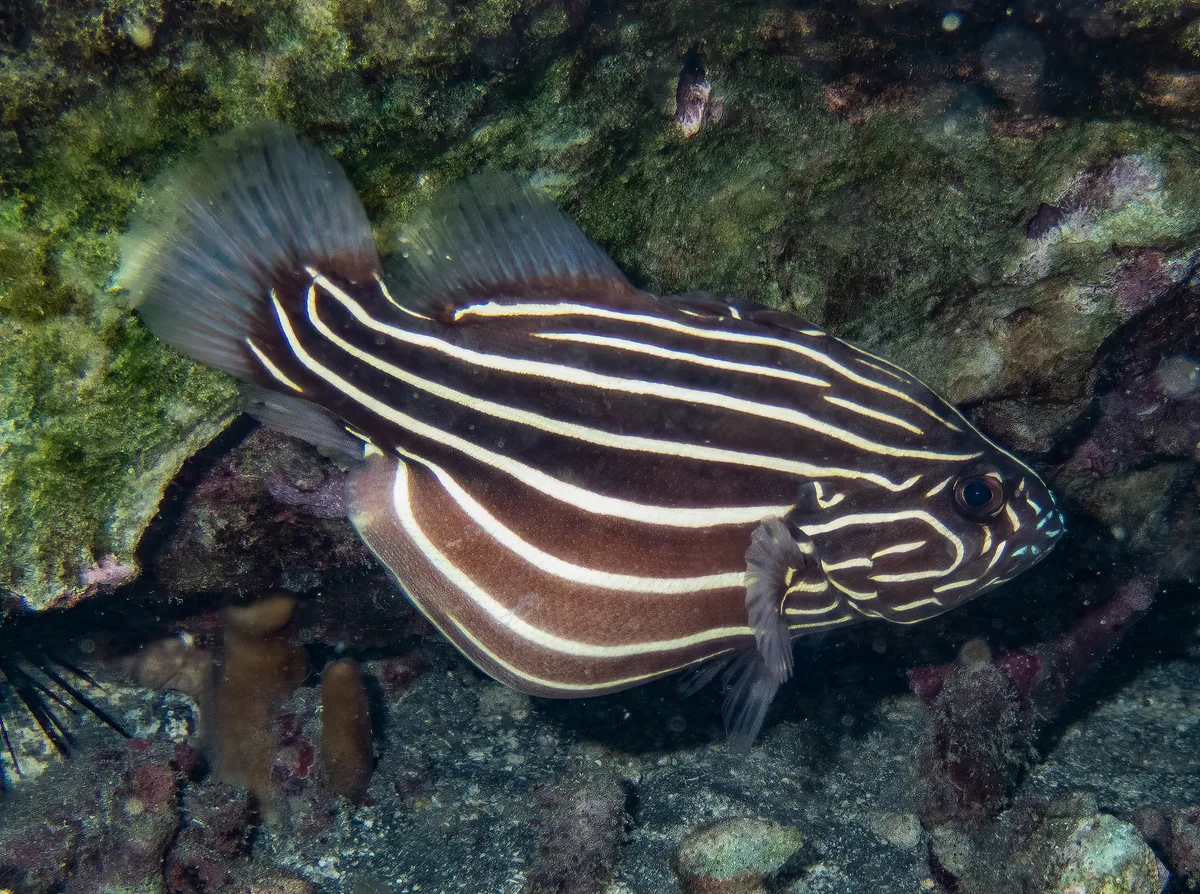 Grammistes sexlineatus