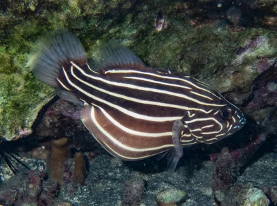 Grammistes sexlineatus