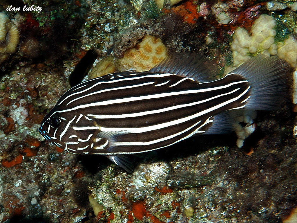 Grammistes sexlineatus