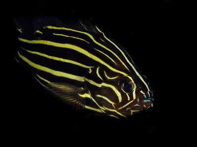 Grammistes sexlineatus