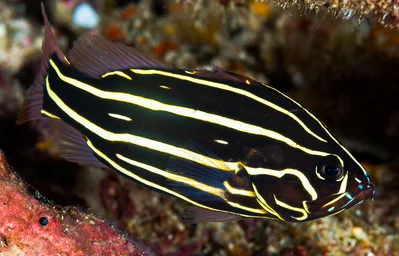 Sixline Soapfish, juvenile - Grammistes sexlineatus