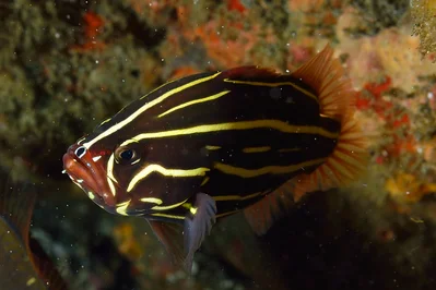 Grammistes sexlineatus