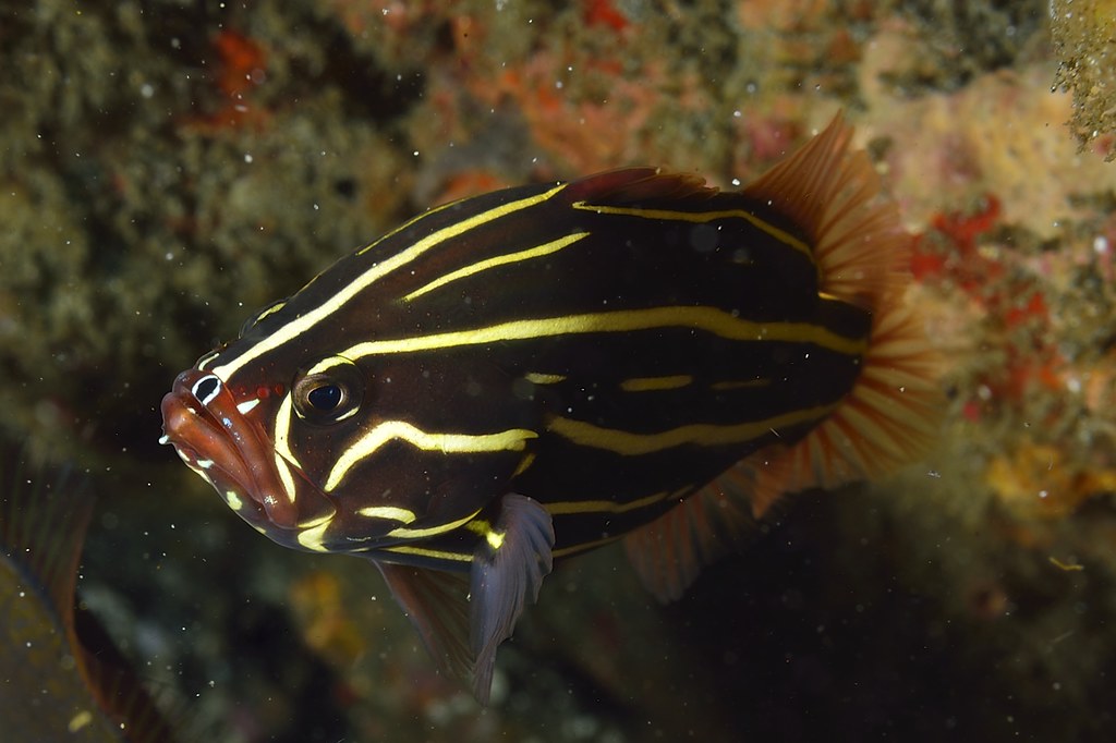 Grammistes sexlineatus