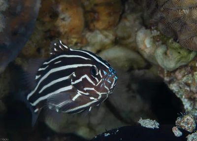 Grammistes sexlineatus - Lined Soapfish