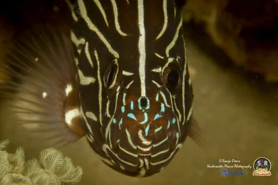 SIX-LINED SOAPFISH (12cm)