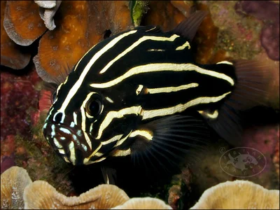 Six-lined Soapfish (Grammistes sexlineatus)