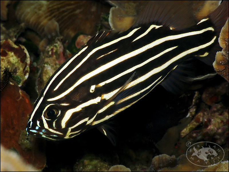 Six-lined Soapfish (Grammistes sexlineatus)