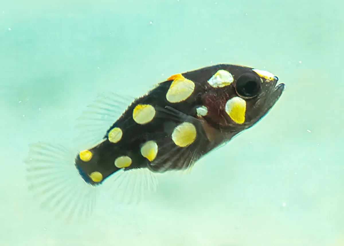 Grammistes sexlineatus - Juvenile