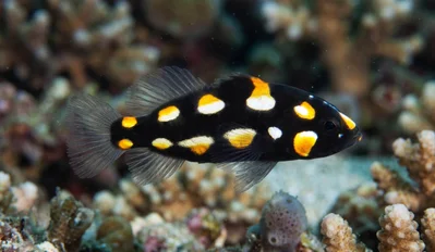 Goldenstriped Soapfish - Juvenile