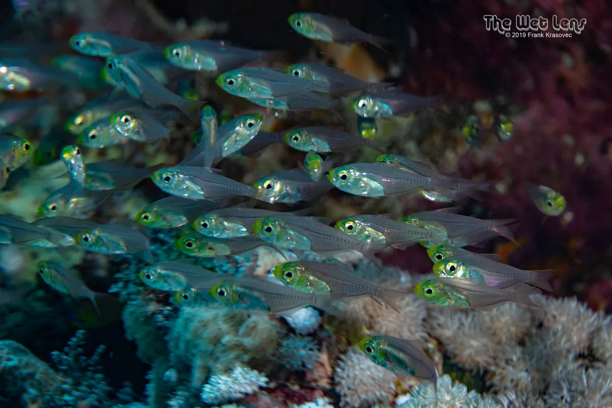Parapriacanthus guentheri - Wadi El-Gemal - Hamata