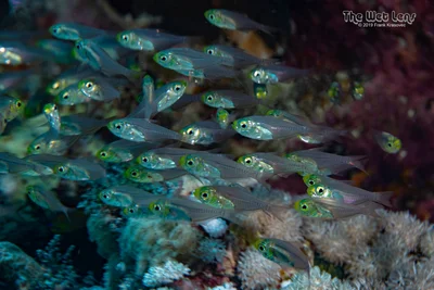 Parapriacanthus guentheri - Wadi El-Gemal - Hamata