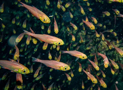 Parapriacanthus guentheri - The Ulysses, Egypt