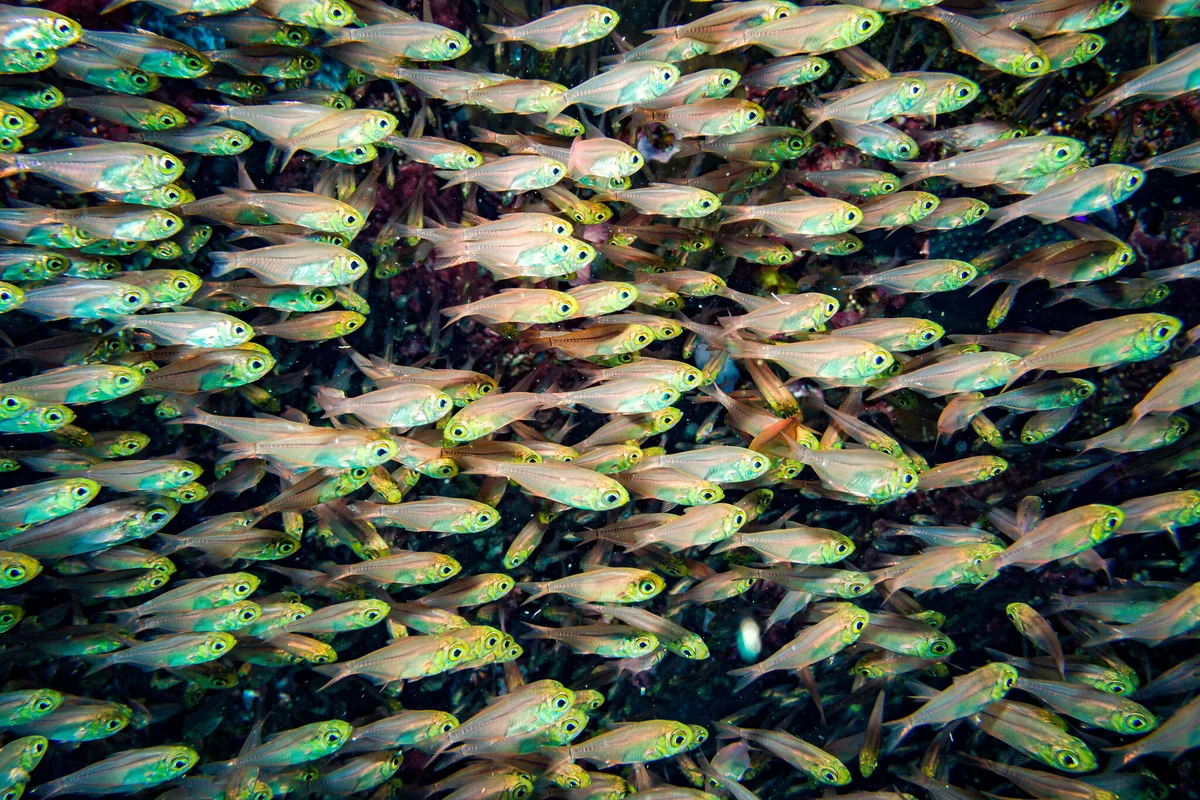 Parapriacanthus guentheri - Shabha, Egypt