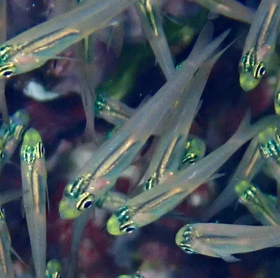 Parapriacanthus guentheri - Dibab, Rode Zee, EG