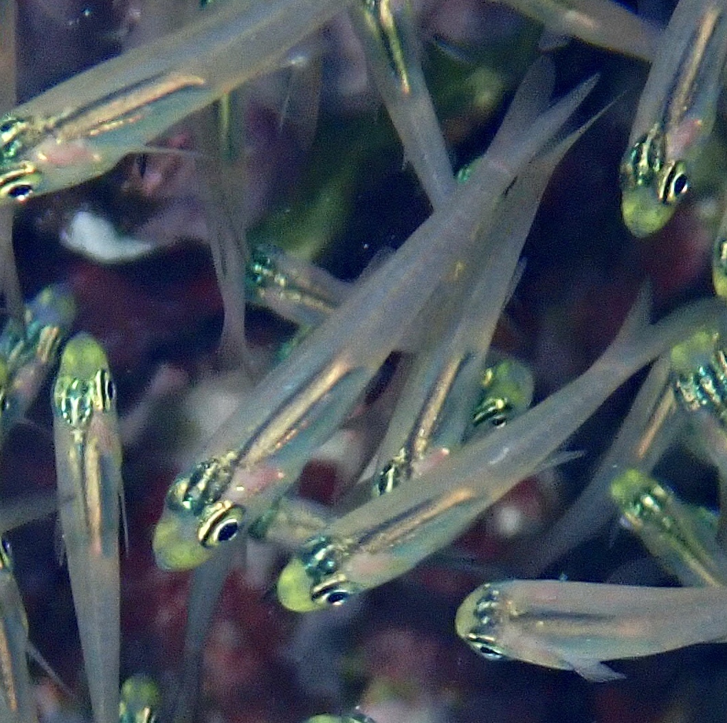 Parapriacanthus guentheri - Dibab, Rode Zee, EG