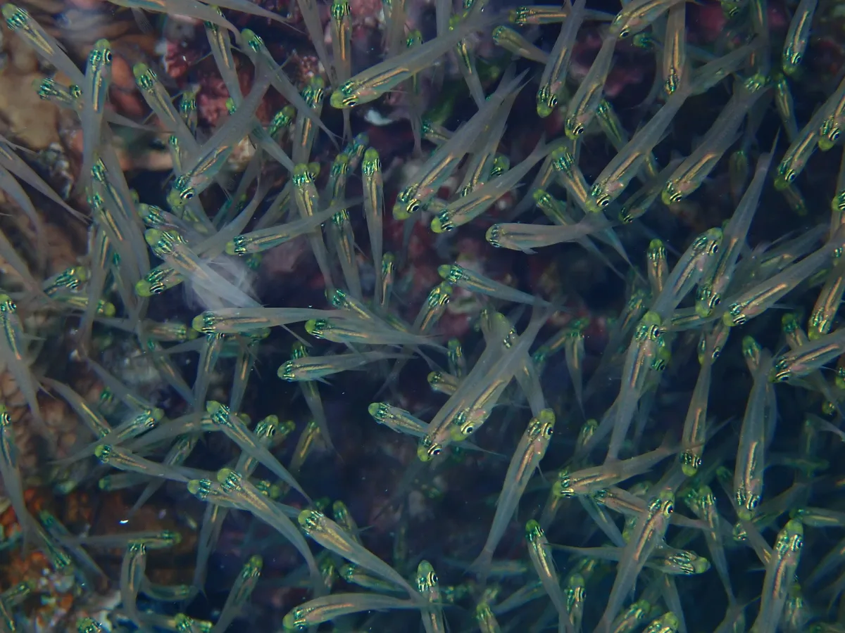 Parapriacanthus guentheri - Dibab, Rode Zee, EG