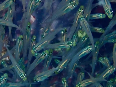 Parapriacanthus guentheri - Dibab, Rode Zee, EG